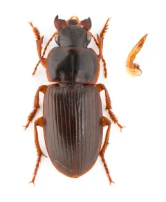Harpalus somnulentus thumbnail 2