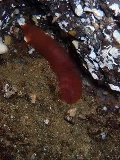 Hololepida magna thumbnail 1