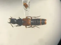 orange-tipped rove beetle thumbnail 3