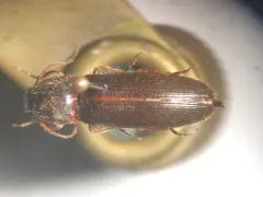 Hemicrepidius ruficornis thumbnail 2