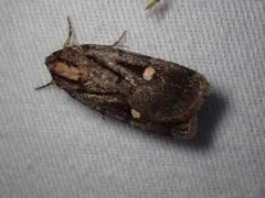 Abagrotis glenni thumbnail 1