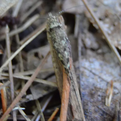 Cave Bristletail