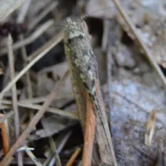 Cave Bristletail thumbnail 1