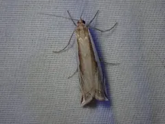 Crambus cypridalis thumbnail 2