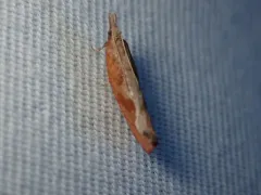 Epinotia vagana thumbnail 2