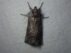 Ceranemota fasciata thumbnail 2
