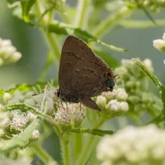 Banded Hairstreak thumbnail 3