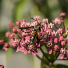 Squash Vine Borer thumbnail 1