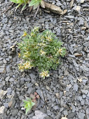 Wind River Whitlow-grass