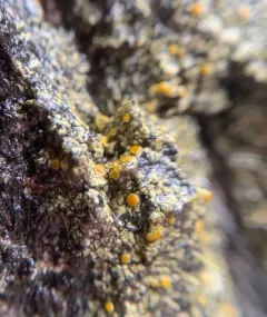 Bark Sulphur-firedot Lichen thumbnail 3