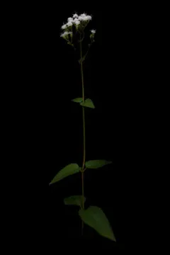 smaller white snakeroot thumbnail 4