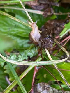 Leucochloridium variae thumbnail 4