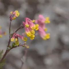 rock harlequin thumbnail 3