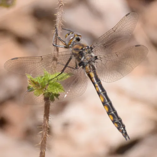 Beaverpond Baskettail