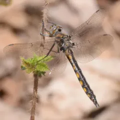 Beaverpond Baskettail thumbnail 1