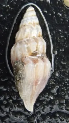 Mangelia crebricostata thumbnail 3