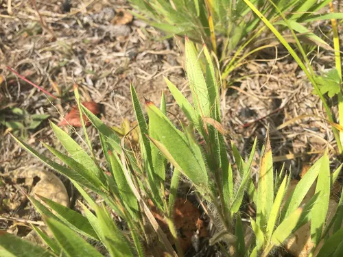white-hair rosette grass