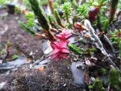 Exobasidium hypogenum thumbnail 2