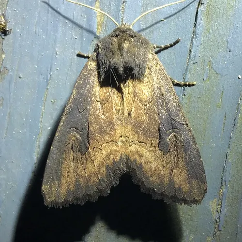 Iris Borer Moth