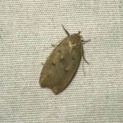 Gold-striped Leaftier Moth