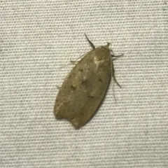 Gold-striped Leaftier Moth thumbnail 1