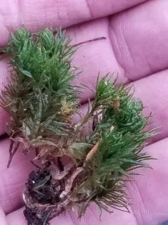 Strongly Crispate Smoothcap thumbnail 3