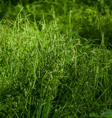 drooping sedge