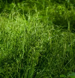 drooping sedge thumbnail 1