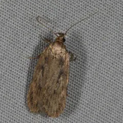 Parsnip Webworm thumbnail 1