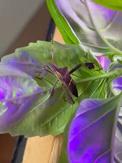 Eastern Leaf-footed Bug thumbnail 4