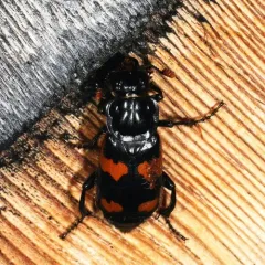 Say's Burying Beetle thumbnail 3