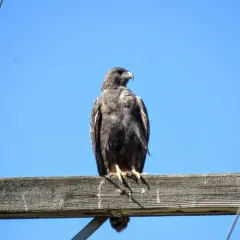 Swainson's Hawk thumbnail 1