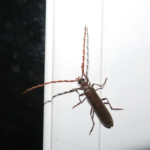 Angled False Blister Beetle