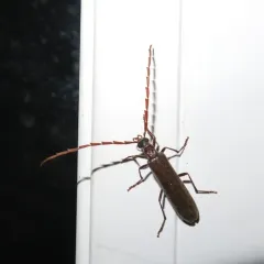 Angled False Blister Beetle thumbnail 1