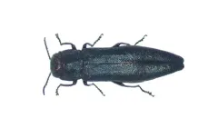 Willow Gall Limb Borer thumbnail 3