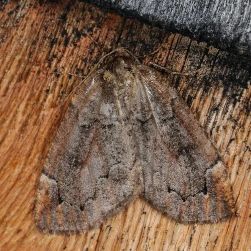Spodolepis substriataria