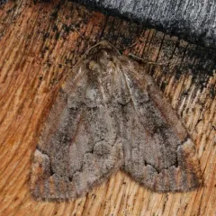 Spodolepis substriataria thumbnail 1