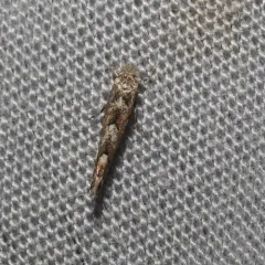 Balsam Poplar Leaf Blotch Miner thumbnail 4