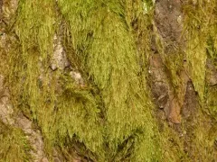 Pylaisiadelpha Moss thumbnail 3
