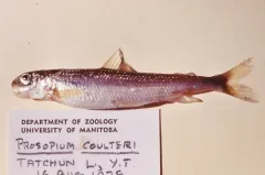 Pygmy Whitefish thumbnail 2