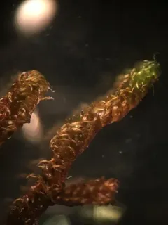 Golden Plait-moss thumbnail 2