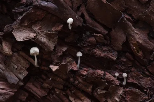 Mycena madronicola