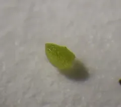 Brazilian watermeal thumbnail 3