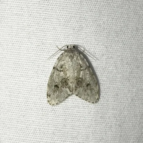 Little White Lichen Moth