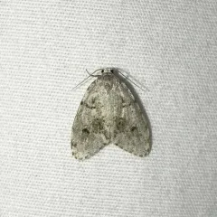 Little White Lichen Moth thumbnail 1