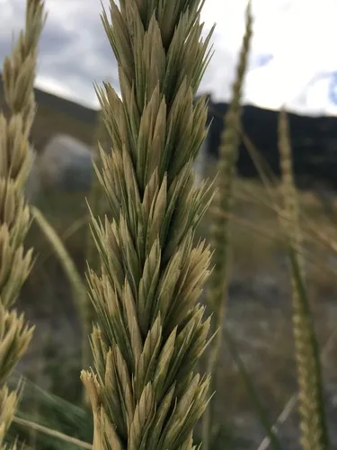 Siberian Lyme Grass
