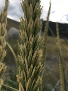 Siberian Lyme Grass thumbnail 1
