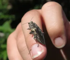 Strong Jewel Beetle thumbnail 4