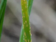 Allium Rust thumbnail 3