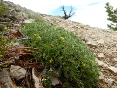 Shoshonea pulvinata thumbnail 2